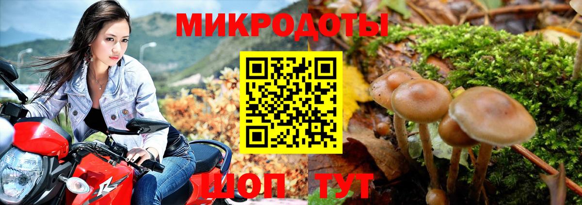 Псилоцибиновые грибы Psilocybine cubensis Новосибирск